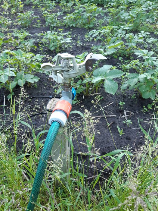 Slagpendelspridare ansluten till en grön trädgårdsslang med Gardena-koppling i en grönsaksodling.