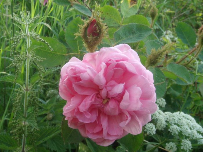 Fullt utslagen rosa ros i förgrunden med gröna blad och vit blomställning i bakgrunden.