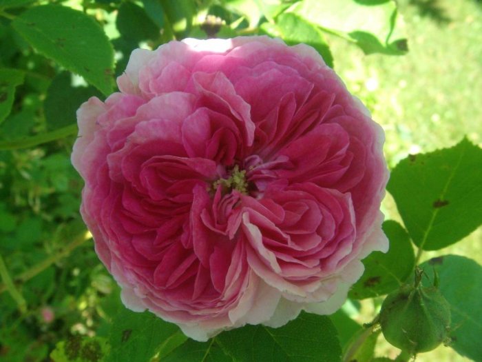 Fullt utslagen rosa ros i närbild med gröna blad och knoppar i bakgrunden.