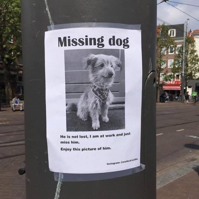 Affisch på stolpe med texten "Missing dog" och bild på en hund, med budskapet att hunden inte är saknad utan att ägaren saknar den.