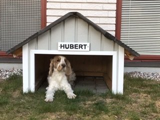 Hund i en hundkoja med namnskylten "HUBERT" ovanför ingången.