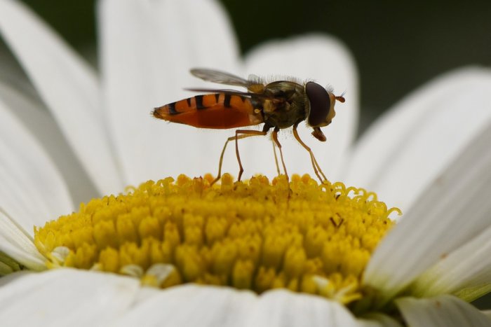 Insekt som söker vätska på en gul och vit blomma under het våg.