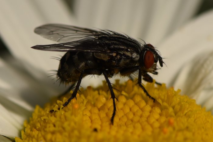 Fluga som sitter på mitten av en gul blommas ståndare, söker vätska i hettan.