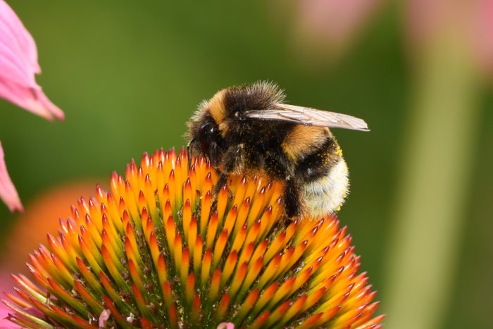 Humla som söker vätska på en rödorange rudbeckiablomma under en värmebölja.