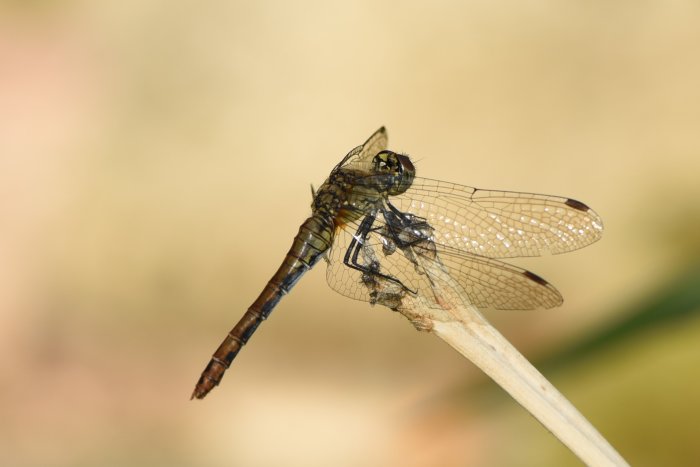 En trollslända som vilar på en torr kvist med genomskinliga vingar i fokus, symboliserar insekters behov av vatten i hettan.