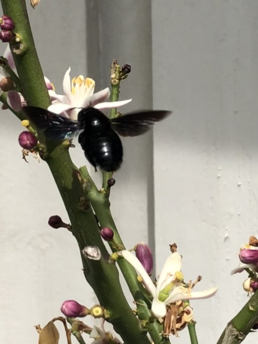 Svart humla på citronträds blomma med gröna blad och vita och lila knoppar i bakgrunden.