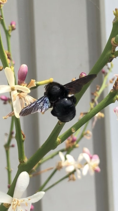 En hona av insekten på en blomknopp med delvis vissna blommor i bakgrunden.