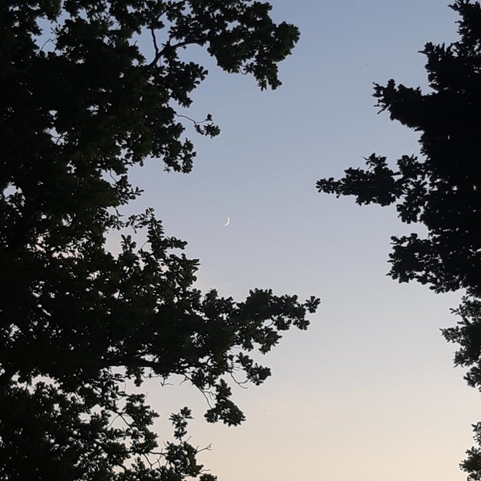 Kvällshimmel sett genom lövträd med en synlig halvmåne.