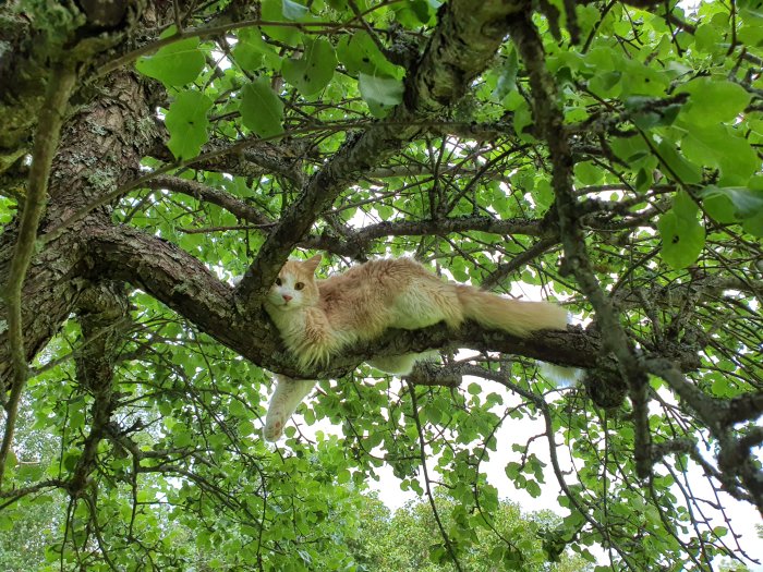 En röd katt som ligger avslappnat på en tjock gren i skuggan av gröna löv.