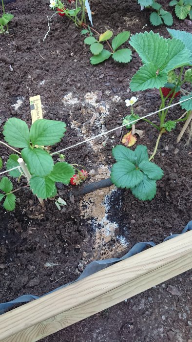 Jordgubbsplantor i en plantering med synlig vit misstänkt svampangrepp i jorden vid en av plantorna.