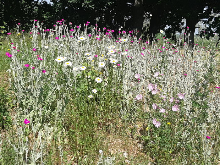 Blommande vildblommor i olika färger på en solig äng.