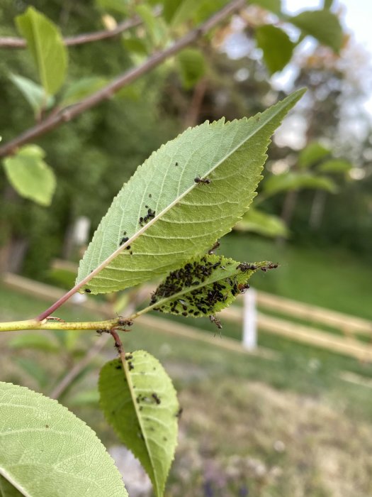 Körsbärsträdsblad angripna av småsvartvita insekter och svartmyror, mot oskarp trädgårdsbakgrund.