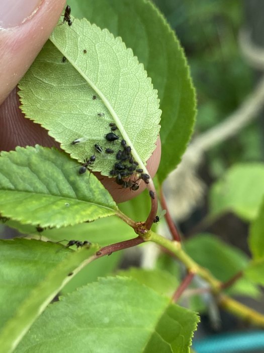 Närbild av körsbärsträdets blad med små insekter och svartmyror, som tyder på möjlig ohyreangrepp.