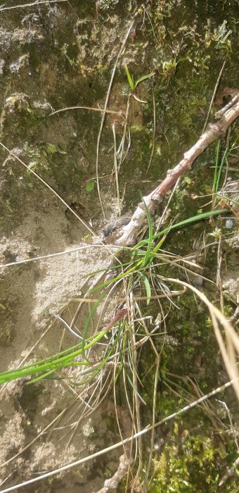 Öppen sandig mark med grässtrån, mossor och en gren, lämpligt habitat för sandbin.