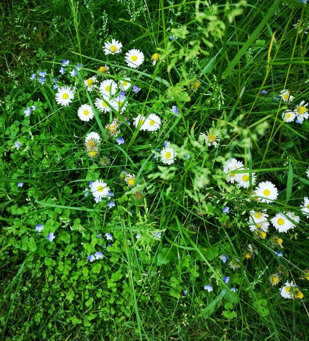 Närbild av en ojämn gräsmatta med prästkragar och små blå blommor.