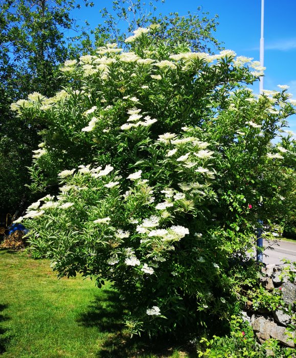 Blommande fläderbuske med vita blommor mot en bakgrund av blå himmel och grönt gräs.