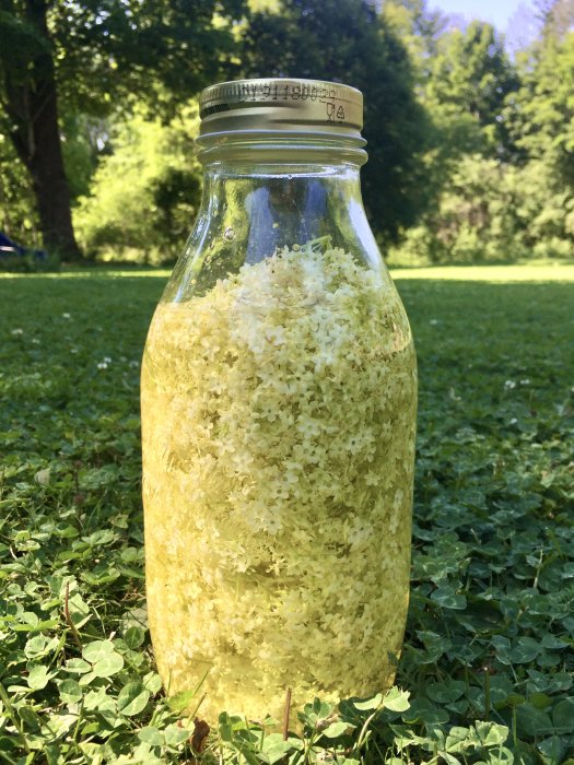 Glasburk full med fläderblommor på en gräsmatta för beredning av hemgjord snaps.