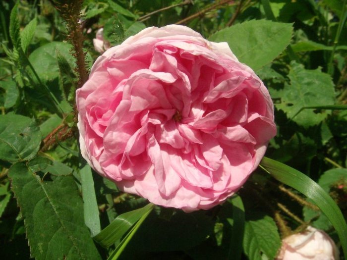 Skålformad, väldoftande rosa Alba-ros 'Minette', härdig i zon 7, med gröna blad i bakgrunden.