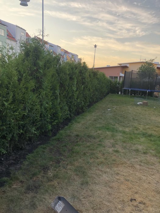 Rad av nyplanterade thujor längs en gräsmatta med bostadshus i bakgrunden.