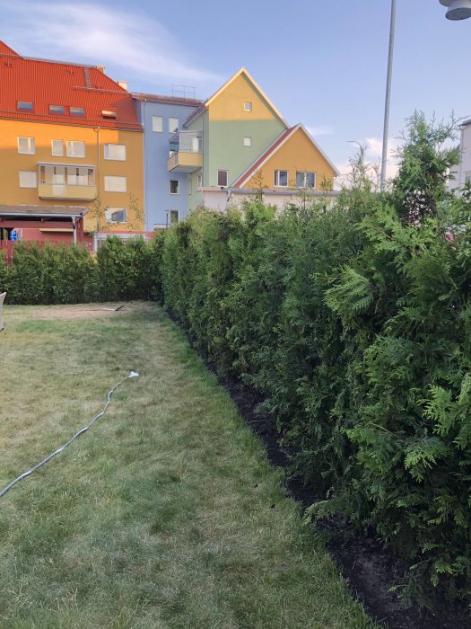 Rad av nyplanterade thujor längs en trädgård med färgglada bostadshus i bakgrunden.