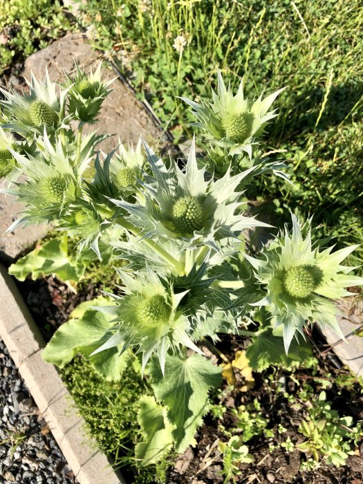 Gröna Silvermartorn (Eryngium) blommor i trädgårdsland, distinkta taggiga blad och klotformade blomhuvuden.