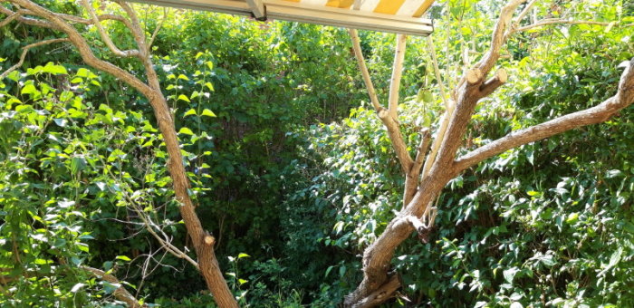 Syrenbuske med tjocka stammar och få grenar under ett takutsprång, omgiven av grönska.