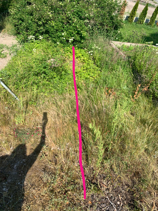 Tomt med schersminbuske och markerad linje där användaren vill plantera insynsskydd.