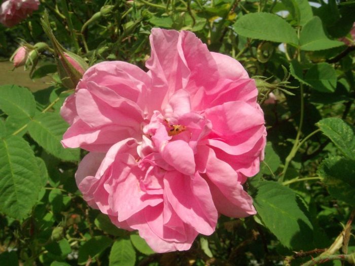 Rosa 'Gallica Officinalis' (Apotekarros) med rödblommande, tilltufsade kronblad och gröna blad i bakgrunden.