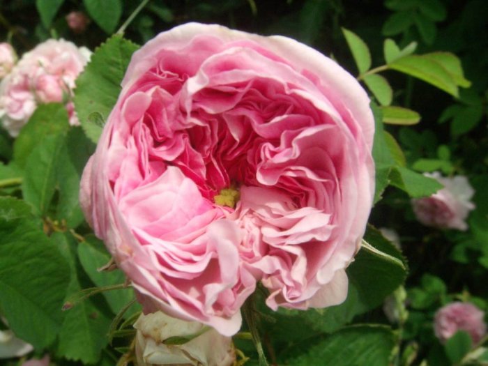 Närbild av en rosa Damascenerros, med lager av sammetsliknande kronblad, omgiven av gröna blad och otydliga blommor i bakgrunden.