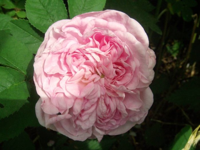 Närbild på en frodig rosa Gallicaros 'Duchesse d'Angouleme' med sammetslika kronblad.