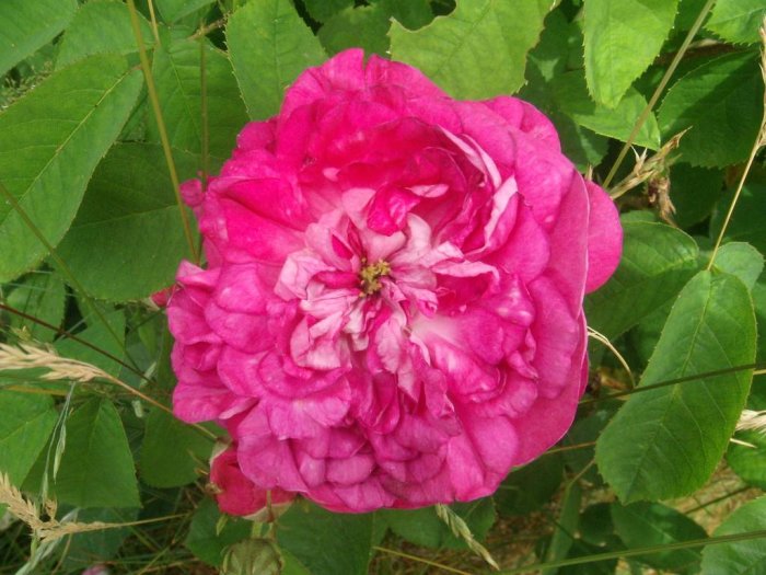 Rosa Gallicaros 'Tuscany Superb' med sammetsliknande, tjocka rosa kronblad och gröna blad i bakgrunden.