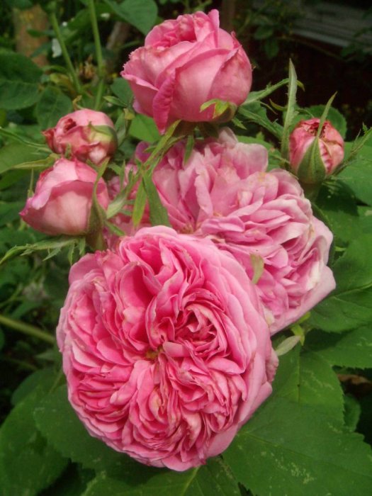 Bild på rosa Damascenerrosor och knoppar med sammetsliknande kronblad mot en bakgrund av gröna blad.