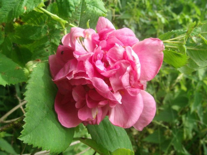 Rosa 'Agatha', en Frankfurtros, med oregelbundna kronblad och grön bakgrund.