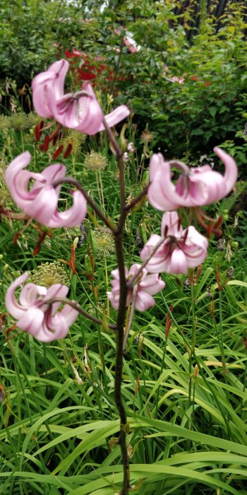 Rosa liljor med lutande blommor framför suddig bakgrund av grönt gräs och bladverk.