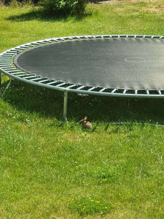 Trampolin i trädgården med en hare som sitter i gräset bredvid.