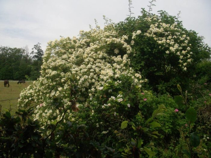 Blommande honungsros med vita blommor i ett fält, hästar i bakgrunden, ingen synlig insektsaktivitet.