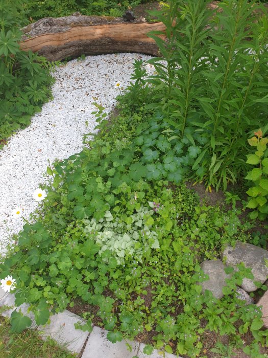 Trädgårdsgång med vit grus, daggkåpa och andra gröna växter samt en trädstam.