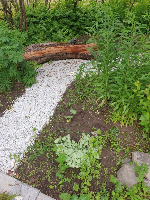 Trädgårdsparti med vit grusgång, omgiven av gröna växter som Malva och Daggkåpa, samt en logg.