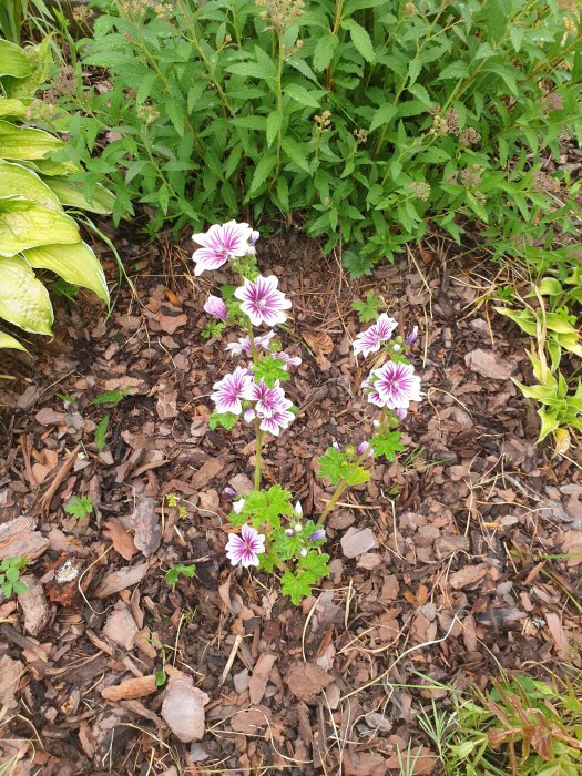 Vit-lila blommande malva och gröna växter i en trädgårdsrabatt med marktäckning av barkflis.