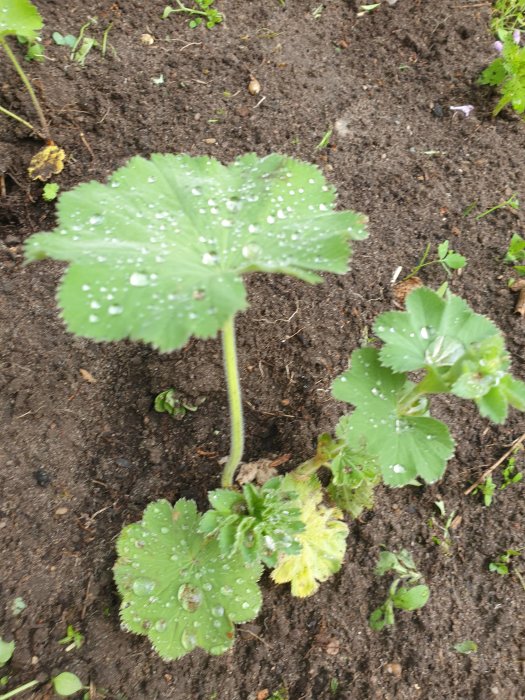 Gröna blad av daggkåpan med tydliga vattendroppar på mörk jordbakgrund.