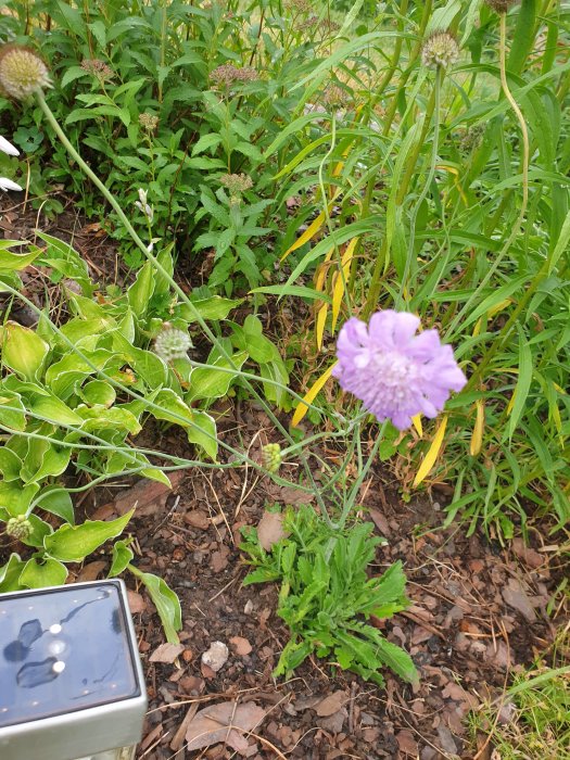 Trädgårdsbild med blommande malva i förgrunden och gröna växter som daggkåpa i bakgrunden.