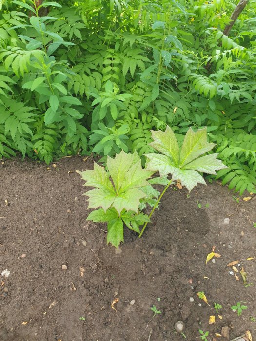 Växt med stora gröna blad i trädgårdsland, omgiven av frodig grönska och fuktig jord.
