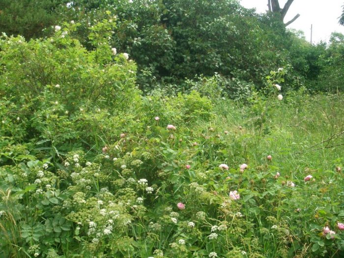 Rosrabatt med blommande mossrosor och Minette-buskage blandat med kirskål, brännässlor och ogräs.