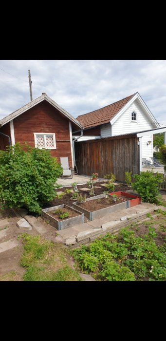 Ett gammalt rödmålat uthus bredvid ett vitt hus med trädgårdsland i förgrunden.