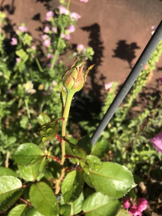 Oslagen ros knopp täckt av vattendroppar med gröna blad och suddig blomsterbakgrund.