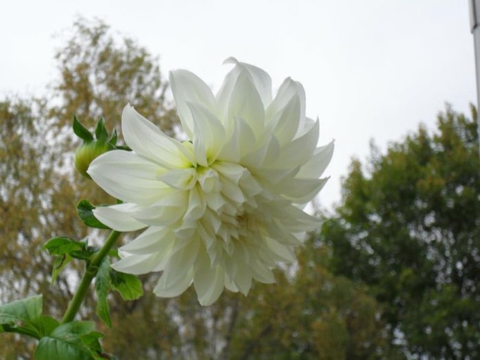 Vit dahlia blomma i fokus med suddiga träd i bakgrunden, symboliserar trädgårdsodling i Västra Götaland.