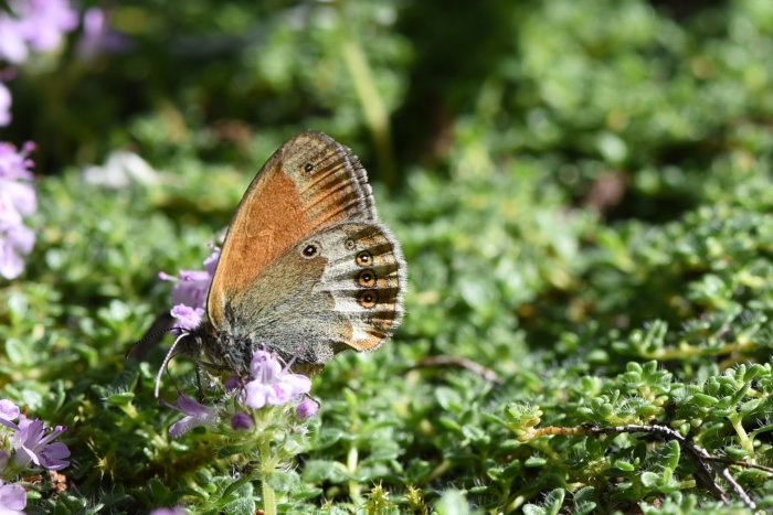 En pärlgräsfjäril som sitter på lila blommor omgiven av grönt bladverk.