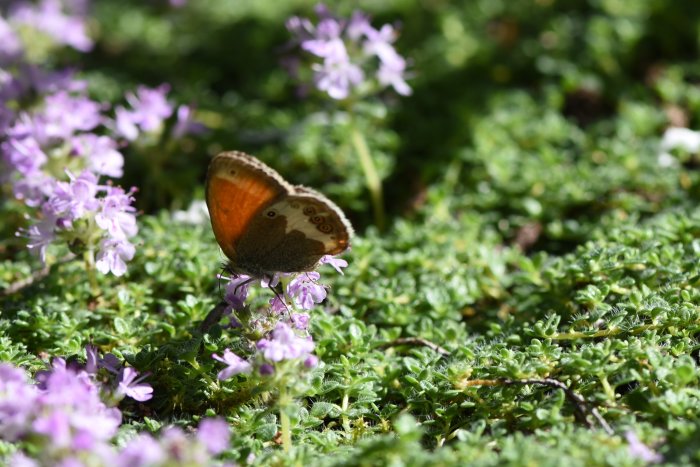 Pärlgräsfjäril på blommande lila växt i grönt landskap, svårfångad liten fjäril i naturlig miljö.