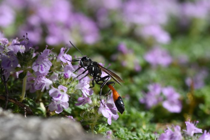 Bistekel på blommande timjan, synligt äggläggningsrör, i naturlig miljö.