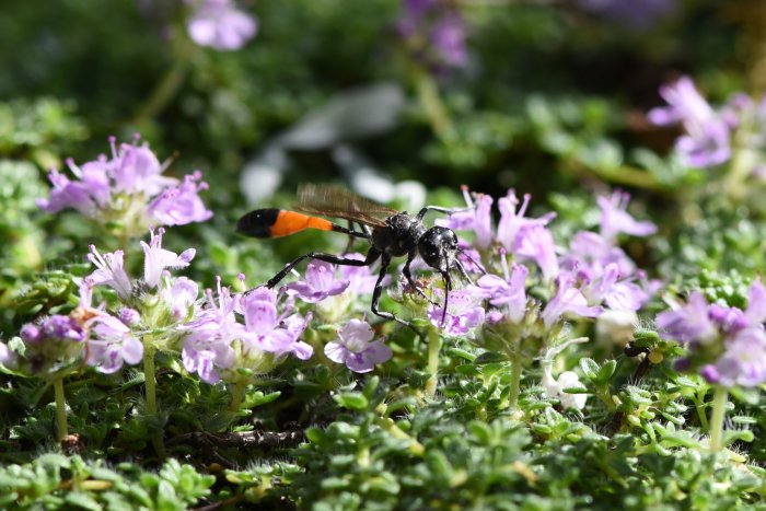 En bistekel med svart och orange kropp på blommande lila timjan, redo att lägga ett ägg.